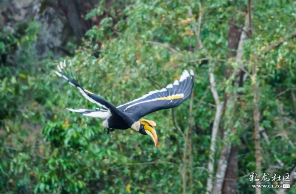 盈江犀鸟谷里的双角犀鸟 彩龙网友潮摄 盈江犀鸟谷里的双角犀鸟 彩龙网友潮摄