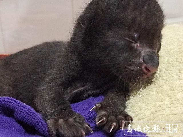 昆明动物园紧急为两只小黑豹寻找“奶妈”