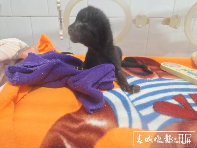 昆明动物园紧急为两只小黑豹寻找“奶妈”