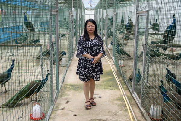 2020年8月,内蒙古兴安盟义勒力特嘎查,义勒力特孔雀园负责人周海燕。