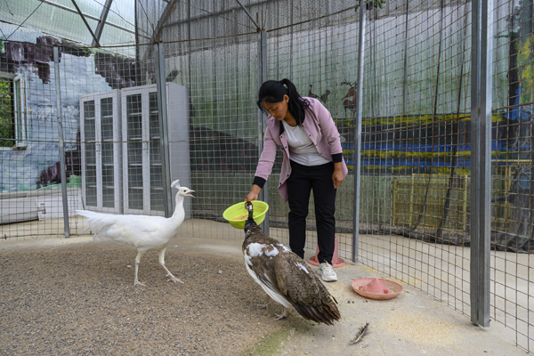 2020年8月,内蒙古兴安盟义勒力特嘎查,工作人员在喂养孔雀。