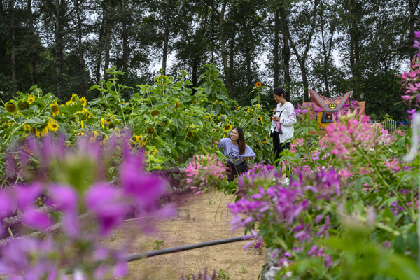 2020年8月,内蒙古兴安盟义勒力特嘎查,在开心果园内游玩的游客。