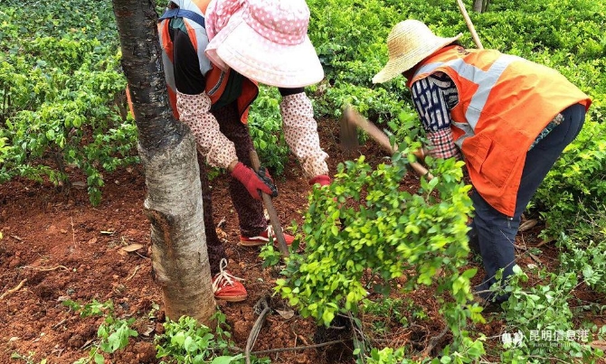 绿化城市美化生活2 绿化城市美化生活2