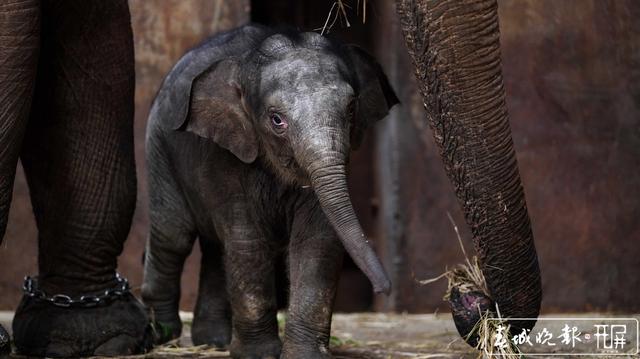 亚洲象“小公主”快满百日啦!昆明动物园公开为“小公主”征名