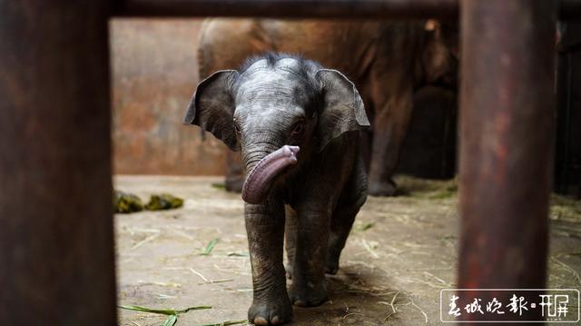 亚洲象“小公主”快满百日啦!昆明动物园公开为“小公主”征名