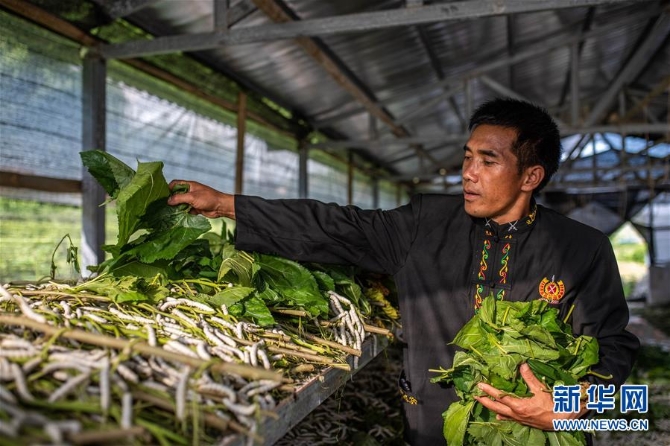 (走向我们的小康生活·图文互动)(1)遍身罗绮者,亦是养蚕人——云南偏远边疆村寨奔小康