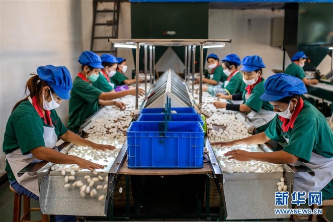 (走向我们的小康生活·图文互动)(3)遍身罗绮者,亦是养蚕人——云南偏远边疆村寨奔小康