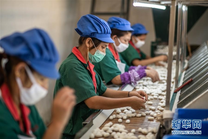 (走向我们的小康生活·图文互动)(4)遍身罗绮者,亦是养蚕人——云南偏远边疆村寨奔小康