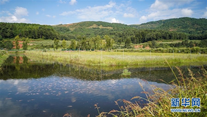 (新华全媒头条·决战决胜脱贫攻坚·督战未摘帽贫困县·图文互动)(4)苦荞花开大凉山——四川7个未摘帽县脱贫攻坚一线观察