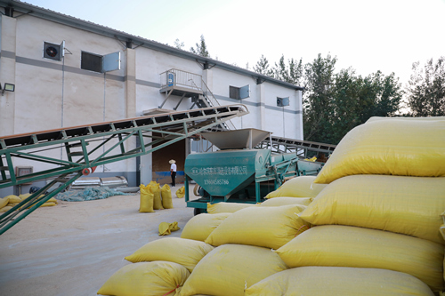 阜阳|3000元变300万 阜阳三星村“变形记”