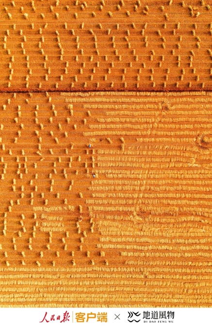 ▲ 丰收季金黄的麦田。摄影/邱会宁