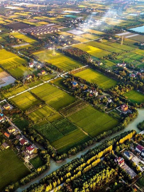 ▲ 秋季的嘉兴水田。摄影/夏松