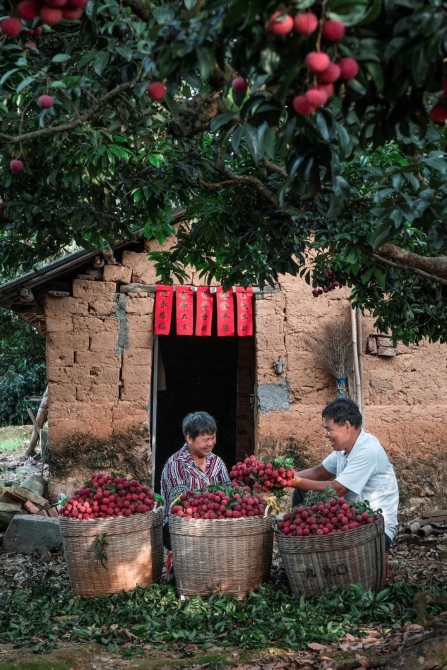 ▲ 广州从化人家丰收荔枝。摄影/邱新生