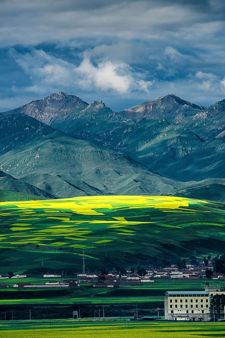▲ 青海门源油菜花，7月开放最盛。图/视觉中国