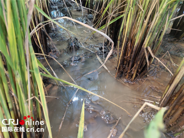 【幸福东北】乡村振兴“盘锦模式”：奏响幸福乡村协奏曲