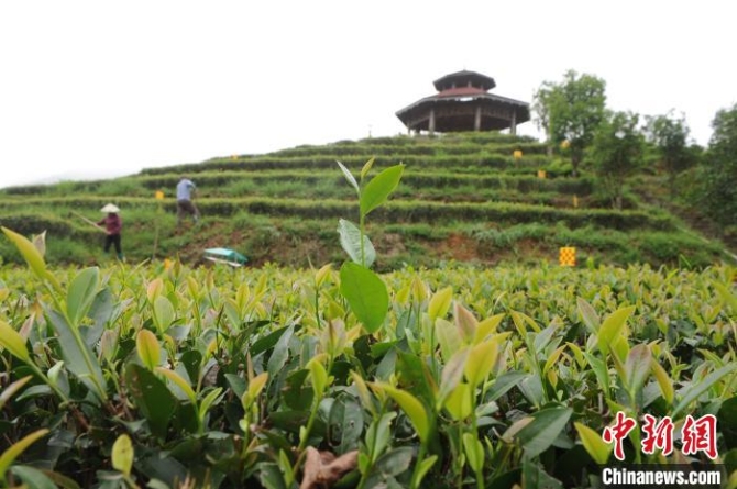 漳平市南洋镇有机漳平水仙茶基地。　张金川 摄