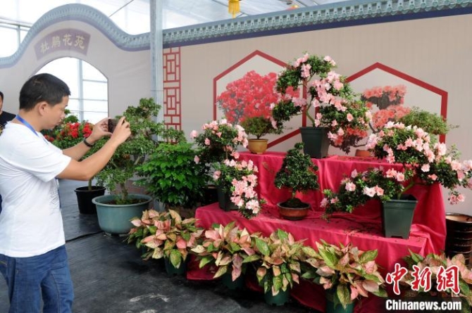 漳平市永福镇十里花街盆栽杜鹃吸引媒体记者驻足拍照观赏。　张金川 摄