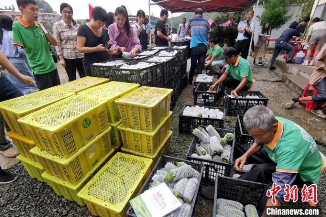 南安市山夫生态农业合作社以“带动残疾人自力更生，靠自己双手脱贫致富”为初衷，组织零就业残疾家庭大力发展高山生态农业实现脱贫。　张金川 摄