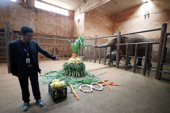 昆明动物园小象百日宴。