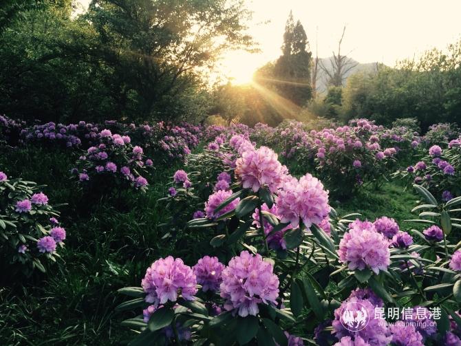 名花谷 (1) 名花谷 (1)