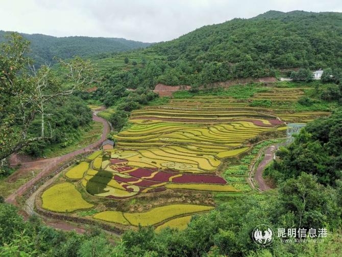 核桃箐小组彩色稻田 (2) 核桃箐小组彩色稻田 (2)