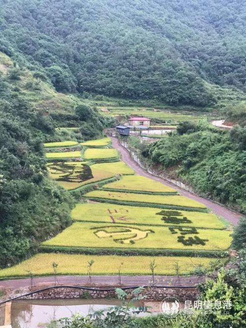 核桃箐小组彩色稻田 (1) 核桃箐小组彩色稻田 (1)