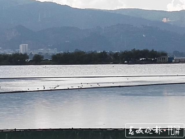 红嘴鸥先头部队回来了？草海出现疑似海鸥身影