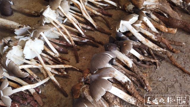 鲜嫩可口 周末来施甸赴一场鸡枞盛宴