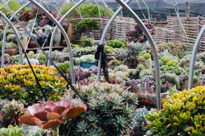 王官社区多肉基地