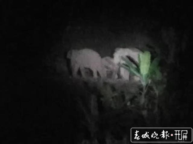 普洱大象“占据公路”,一度阻断交通 (1).jpg