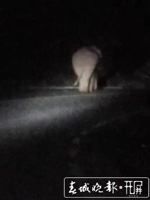 普洱大象“占据公路”,一度阻断交通 (2).jpg