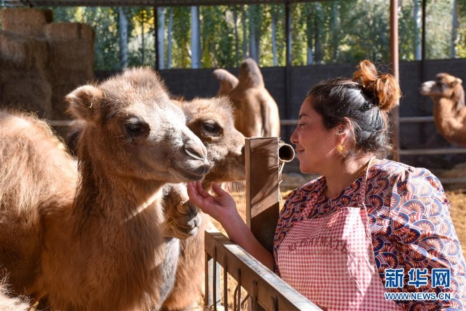 （图文互动）（1）新疆柯坪县：戈壁滩上发“驼”财