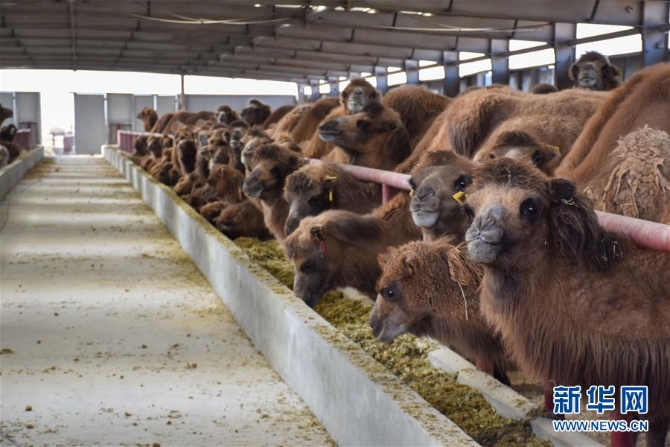 （图文互动）（2）新疆柯坪县：戈壁滩上发“驼”财