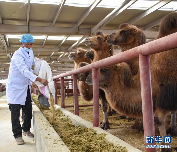 （图文互动）（4）新疆柯坪县：戈壁滩上发“驼”财