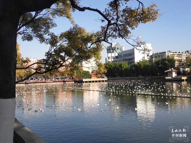 红嘴鸥大部队已抵昆明，企业开业不忘关爱红嘴鸥