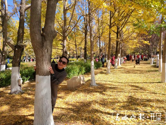 大观公园银杏林成昆明网红打卡点图.jpg