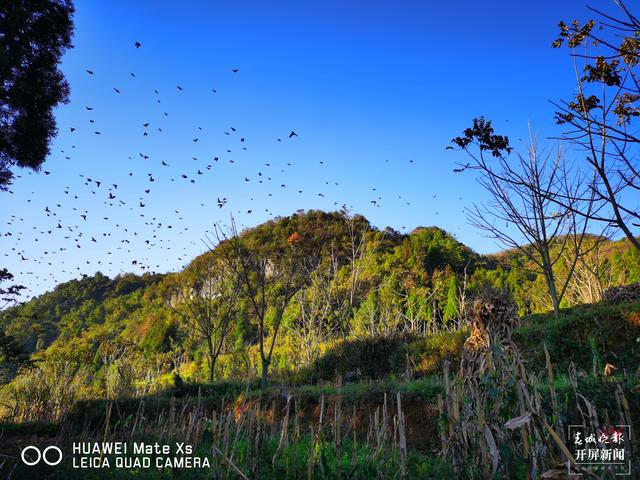 富源十八连山省级自然保护区六万余只麻雀齐聚翱翔