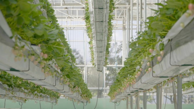 空中草莓园02 空中草莓园02