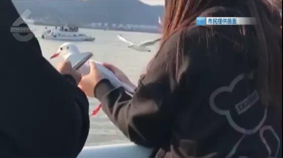 海埂大坝一女子抓红嘴鸥拍照、喂食2.jpg