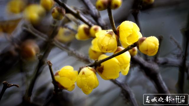 黑潭公园早梅开了,已进入寻梅闻香季节