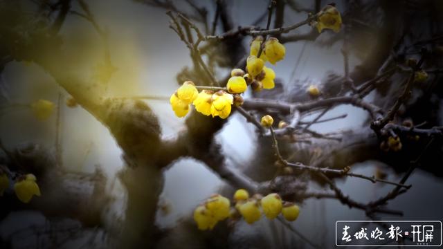 黑潭公园早梅开了,已进入寻梅闻香季节