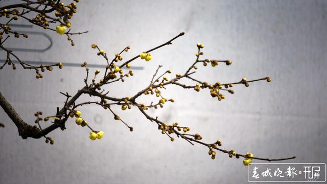 黑潭公园早梅开了,已进入寻梅闻香季节