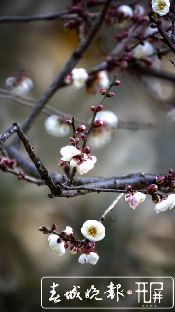 黑潭公园早梅开了,已进入寻梅闻香季节