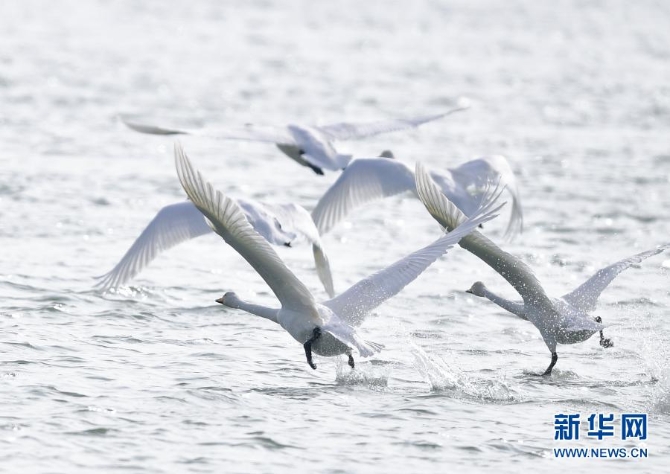 　12月2日，在青海省海东市化隆回族自治县，天鹅从黄河河面起飞。