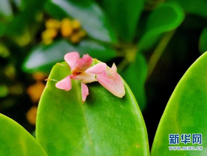 139567233_16072254526091n