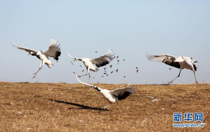 这是12月8日在扎龙国家级自然保护区拍摄的丹顶鹤。