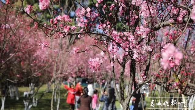 圆通山樱花节等你去耍 王宇衡摄