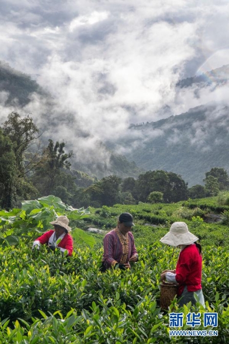 西藏林芝市墨脱县茶农在茶园采茶（9月19日摄）。新华社记者 孙非 摄
