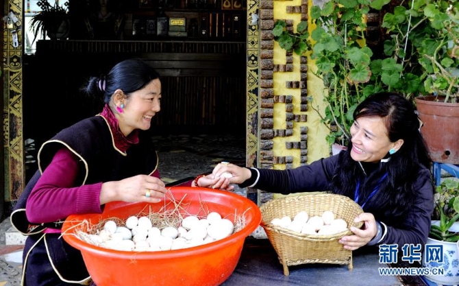 西藏林芝市鲁朗镇村民整理收集来的藏鸡蛋（2016年4月6日摄）。新华社记者 张汝锋 摄