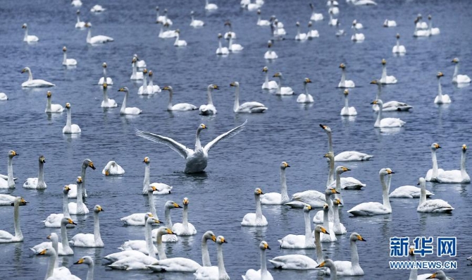 12月9日,一群天鹅在三门峡天鹅湖国家城市湿地公园内栖息。 12月9日,一群天鹅在三门峡天鹅湖国家城市湿地公园内栖息。